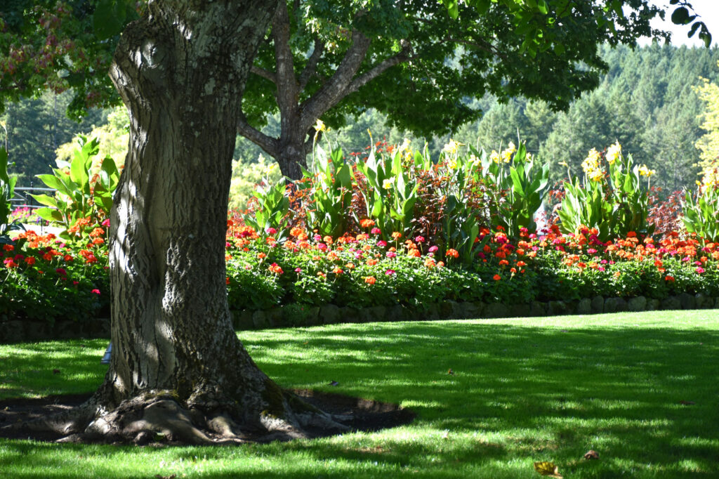 Schöner Garten mit Baum
