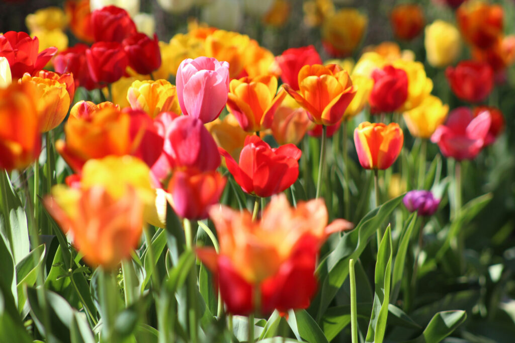 Tulpen im Garten